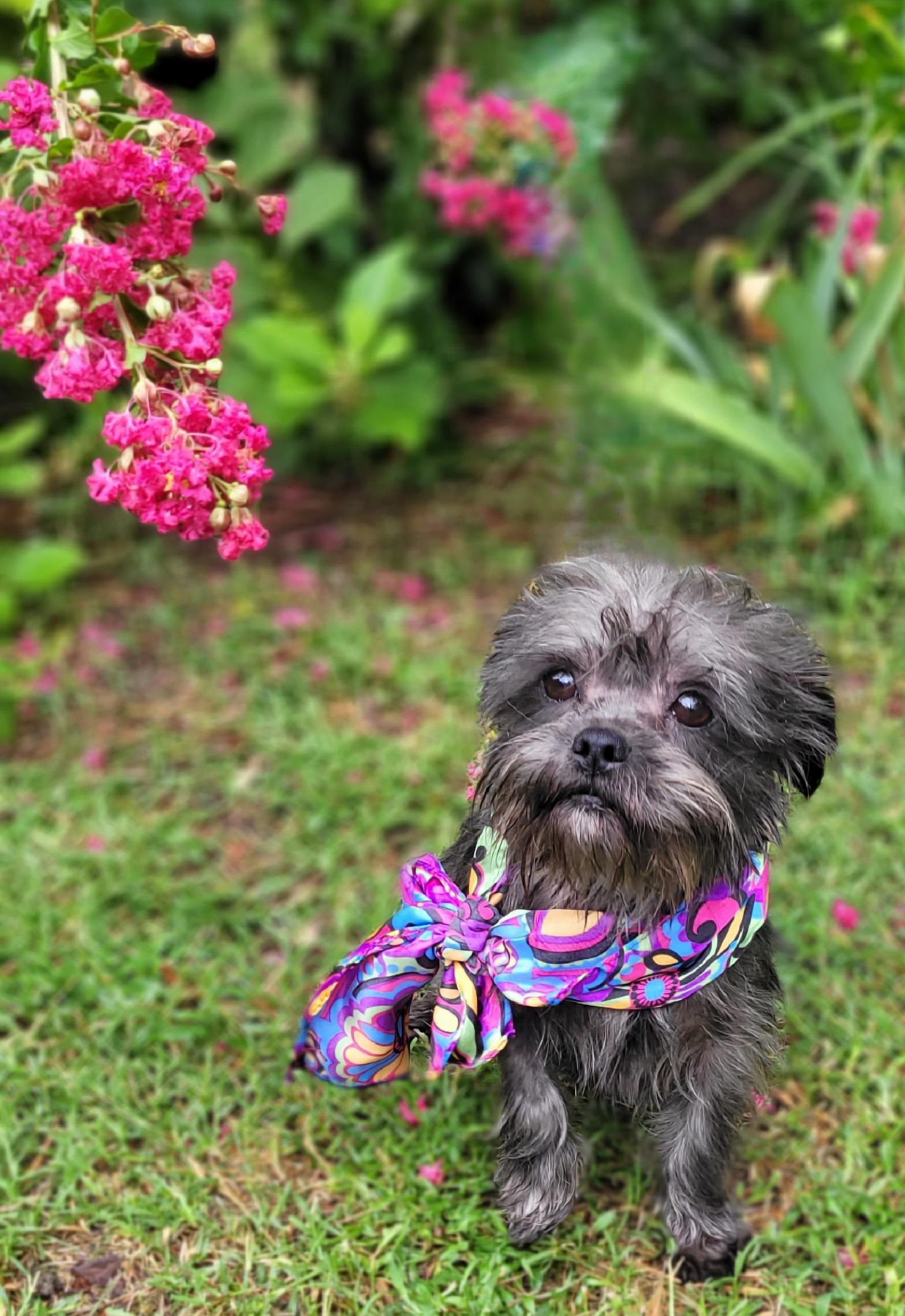 Enlarge Celeste, a Adoptable mixed breed in Vernon, TX image 4/4