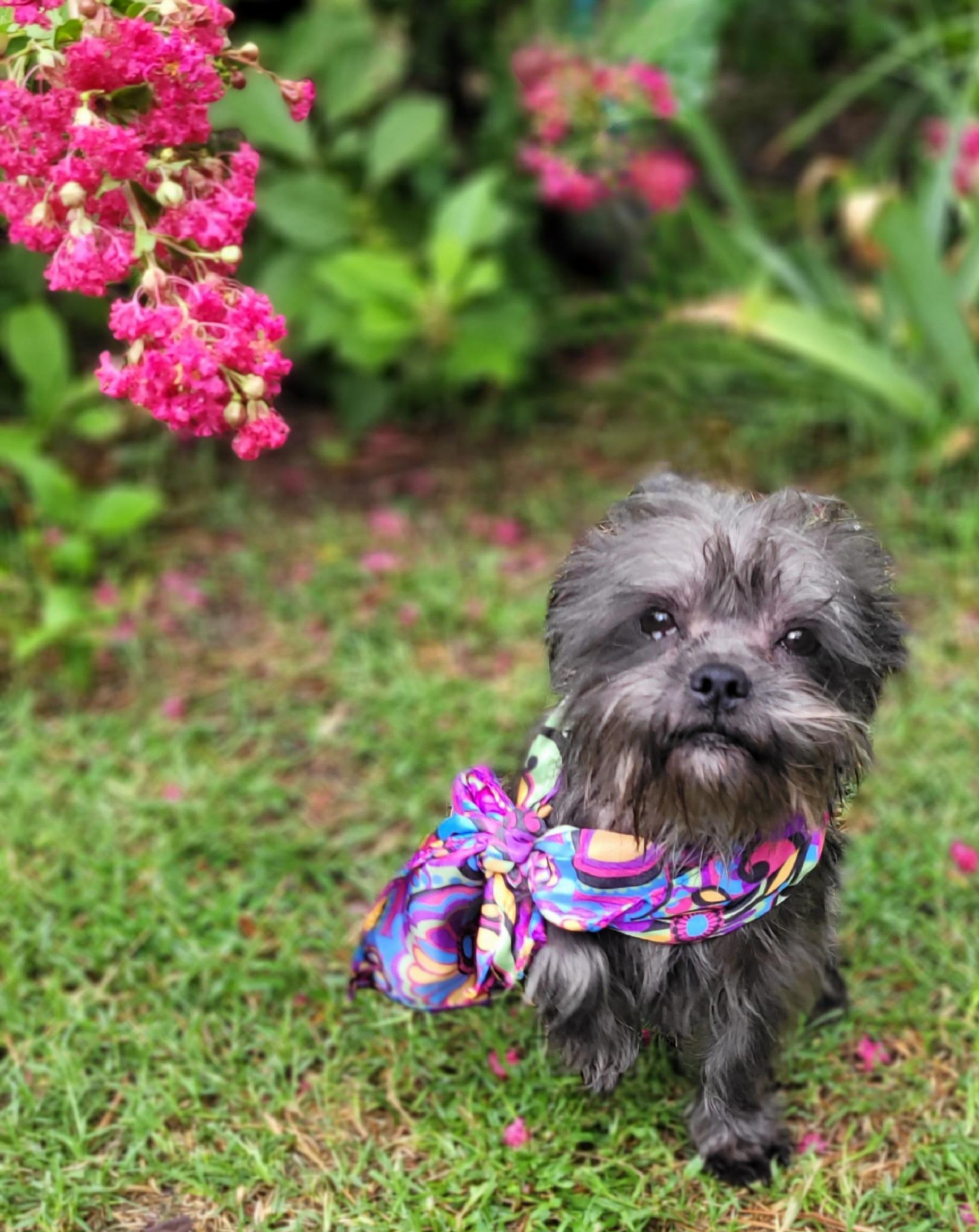 Enlarge Celeste, a Adoptable mixed breed in Vernon, TX image 2/4