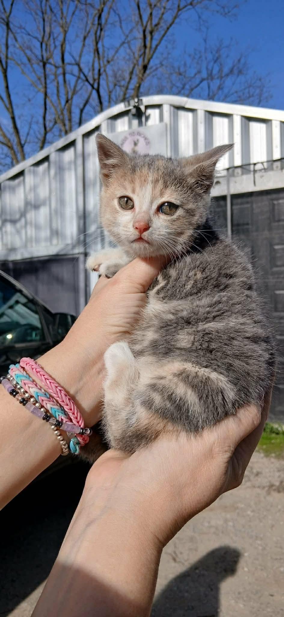 MEADOW, an adopted Domestic Short Hair in Tillsonburg, ON image 1/3