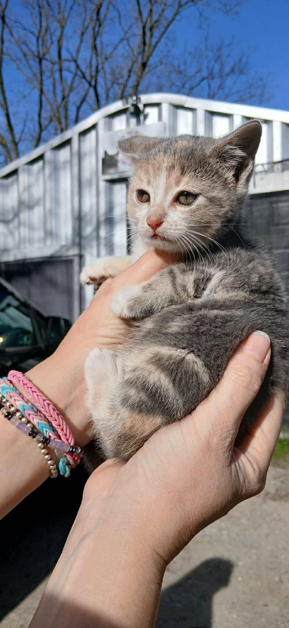 MEADOW, an adopted Domestic Short Hair in Tillsonburg, ON image 2/3