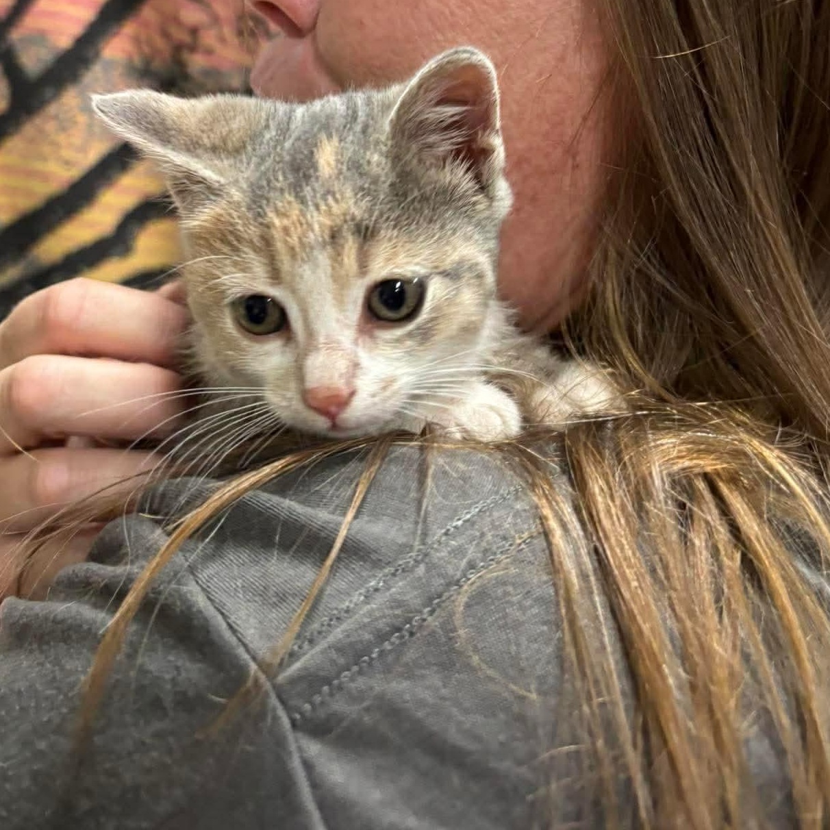MEADOW, an adopted Domestic Short Hair in Tillsonburg, ON image 3/3