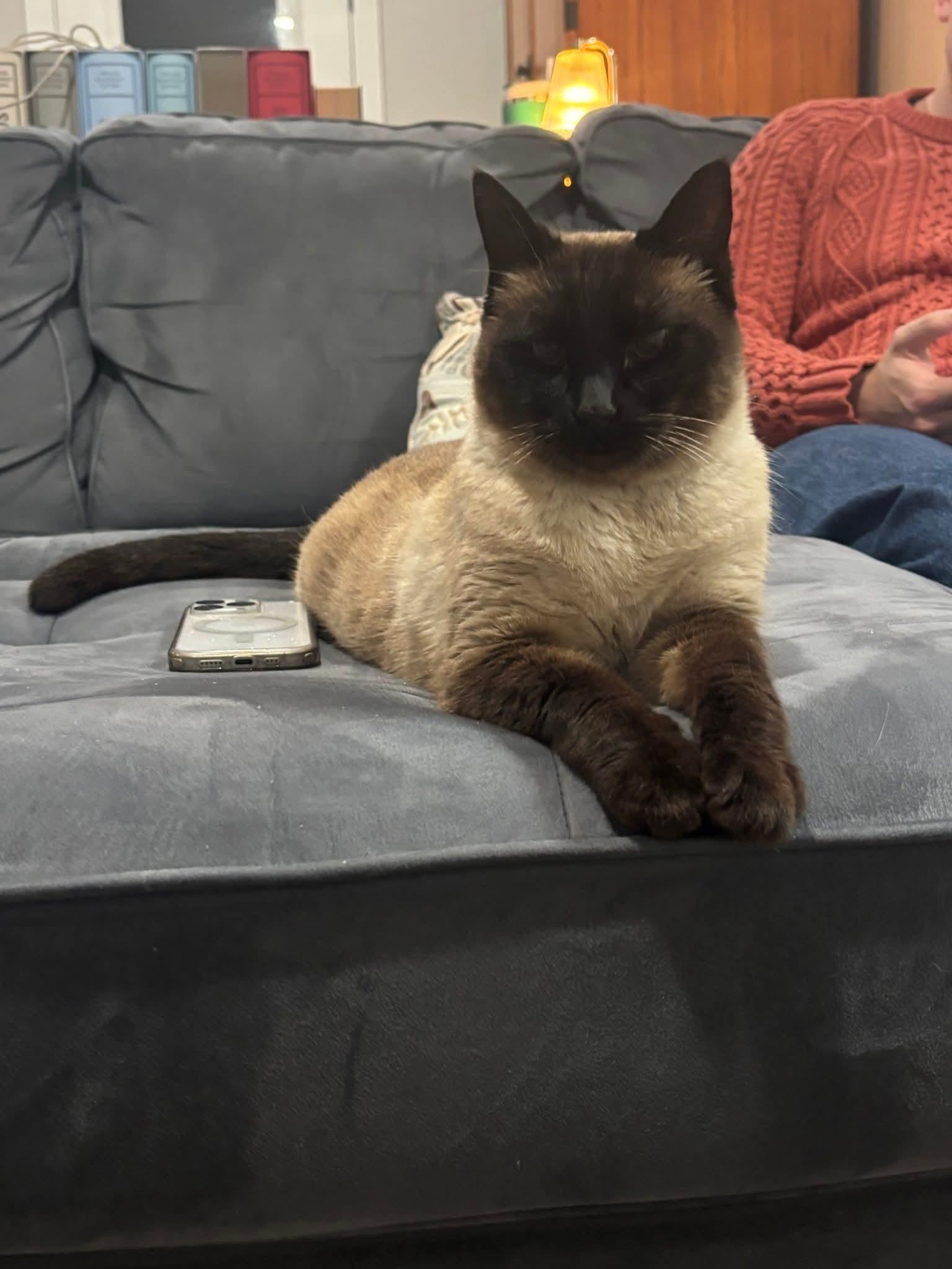 Enlarge Boots, an adopted mixed breed in Pocatello, ID image 1/4