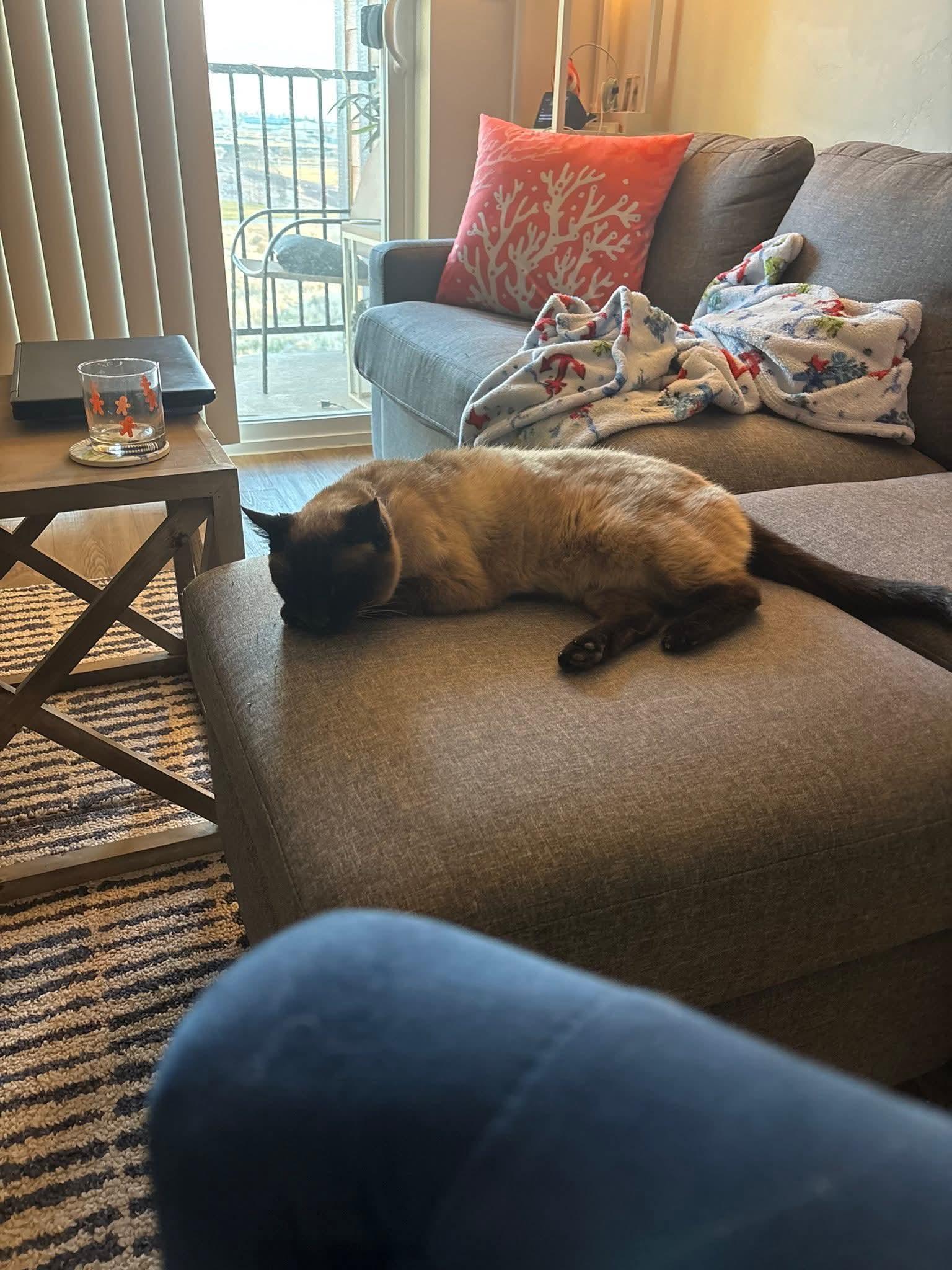 Enlarge Boots, an adopted mixed breed in Pocatello, ID image 2/4