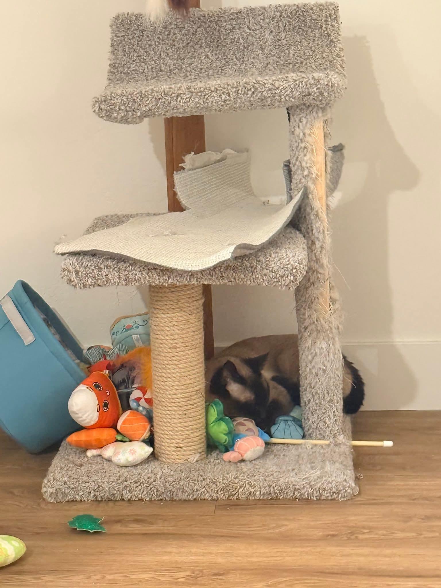 Enlarge Boots, an adopted mixed breed in Pocatello, ID image 4/4