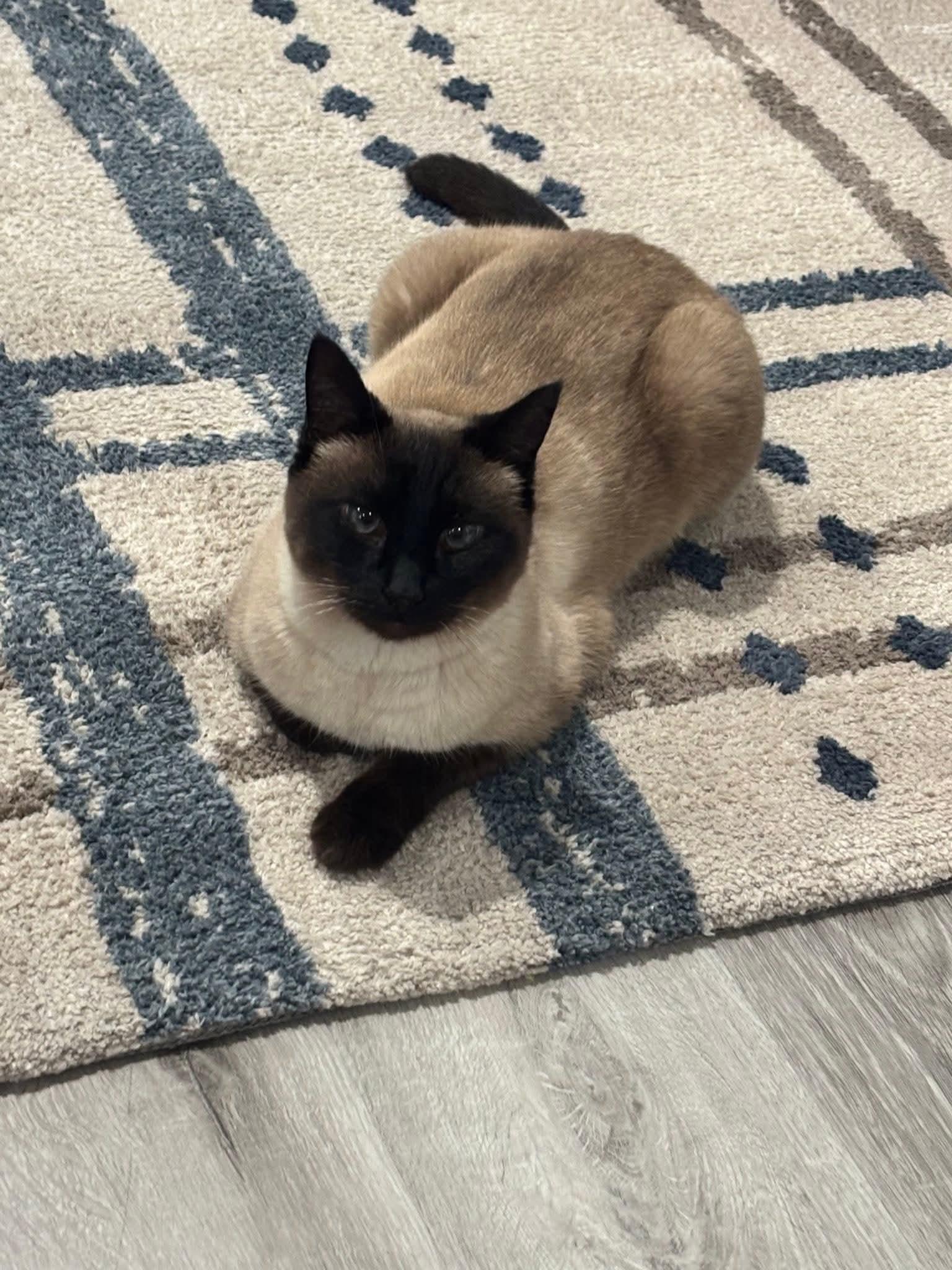 Enlarge Boots, an adopted mixed breed in Pocatello, ID image 3/4