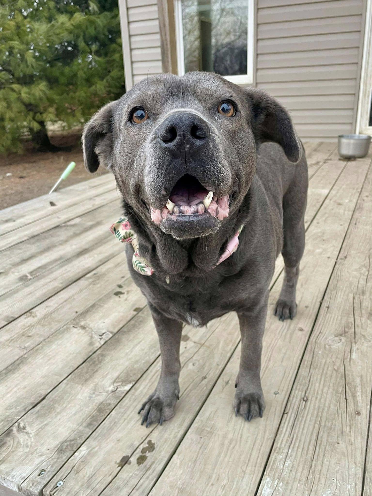 Toast, a ADOPTABLE Pit Bull Terrier in Indianapolis, IN image 3/3