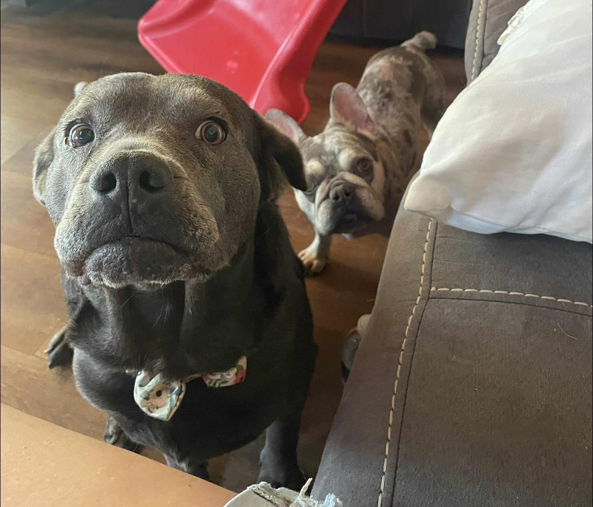 Toast, a ADOPTABLE Pit Bull Terrier in Indianapolis, IN image 2/3