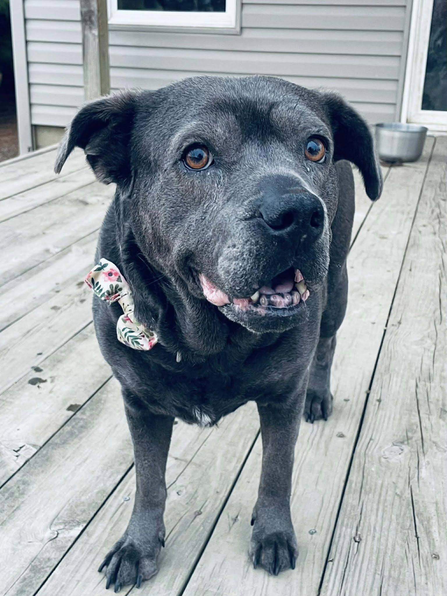 Toast, ADOPTABLE, Adult Female Pit Bull Terrier.