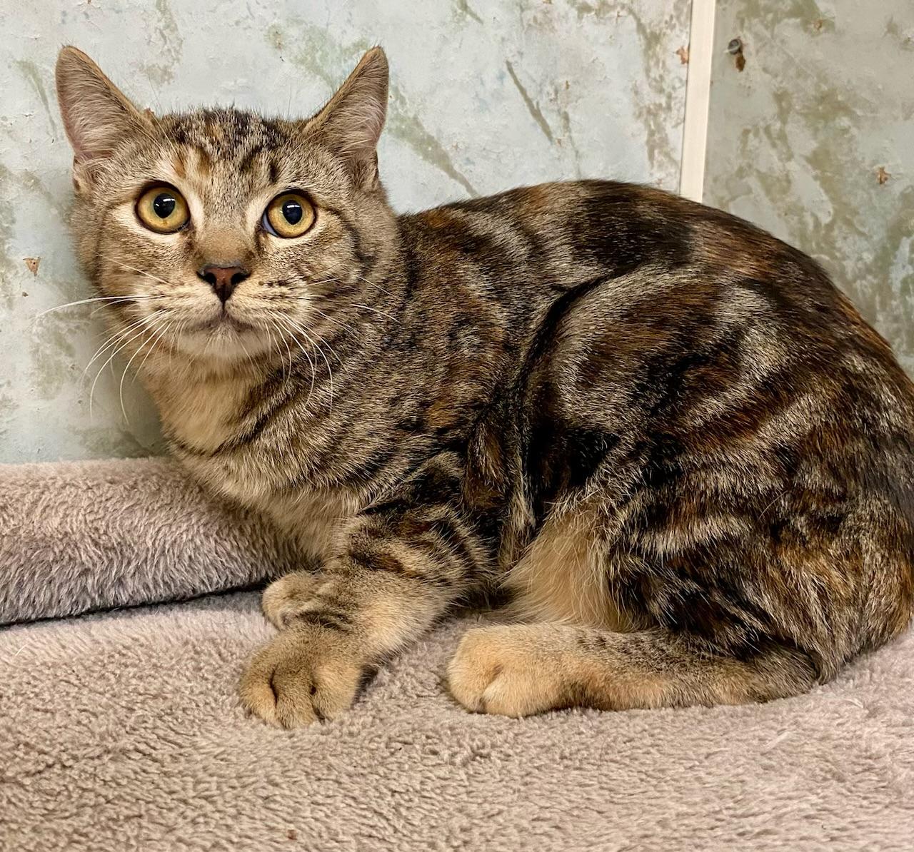 NAOMI CAMPBELL, Adoptable, Young Female American Shorthair & Domestic Short Hair.