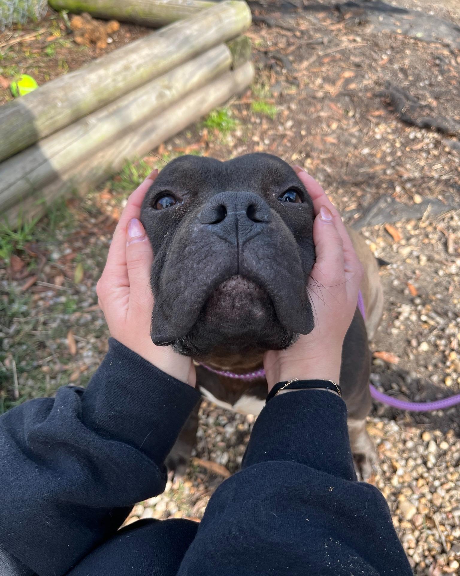 Enlarge Cornelius, an adopted mixed breed in Shermans Dale, PA image 4/6