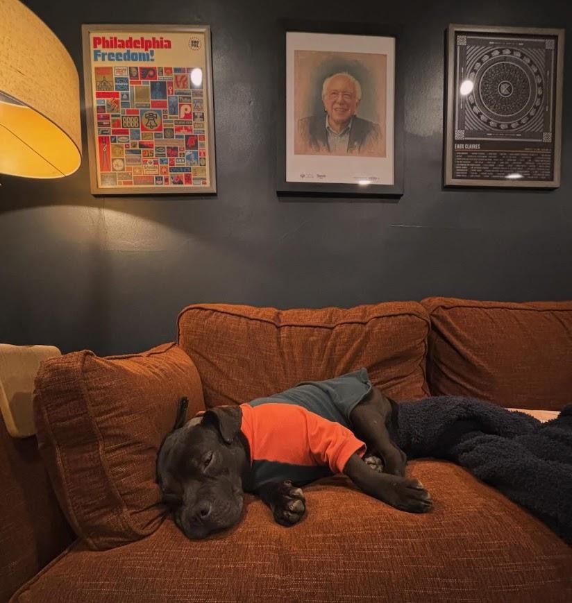 Enlarge Cornelius, an adopted mixed breed in Shermans Dale, PA image 3/6