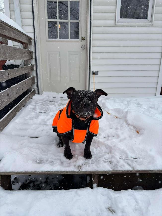 Enlarge Cornelius, an adopted mixed breed in Shermans Dale, PA image 2/6