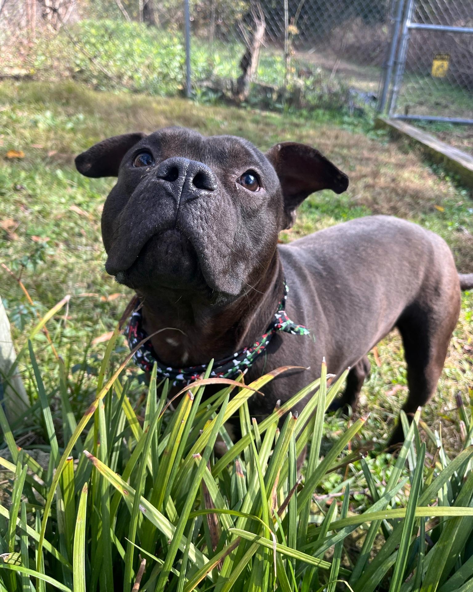 Cornelius, ADOPTABLE, Adult Male Staffordshire Bull Terrier & Pit Bull Terrier.