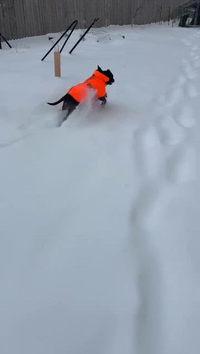 Enlarge Cornelius, an adopted mixed breed in Shermans Dale, PA video 6/6