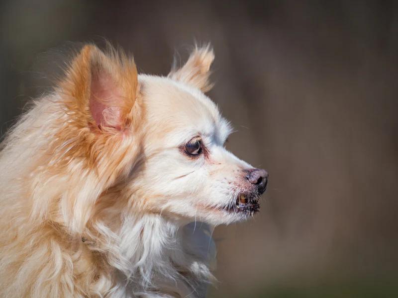 Enlarge Ti-Loup, a ADOPTABLE Pomeranian in Pointe-Fortune, QC image 3/4