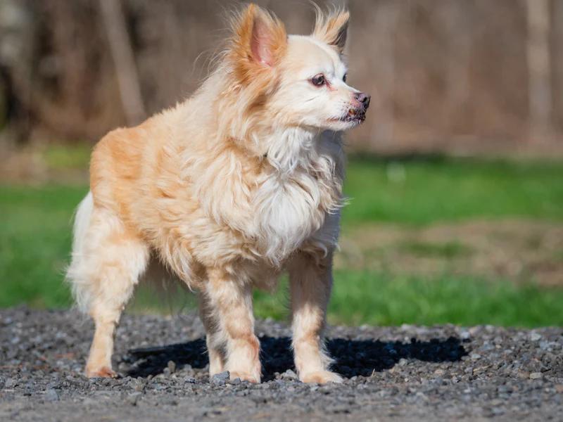 Enlarge Ti-Loup, a ADOPTABLE Pomeranian in Pointe-Fortune, QC image 4/4