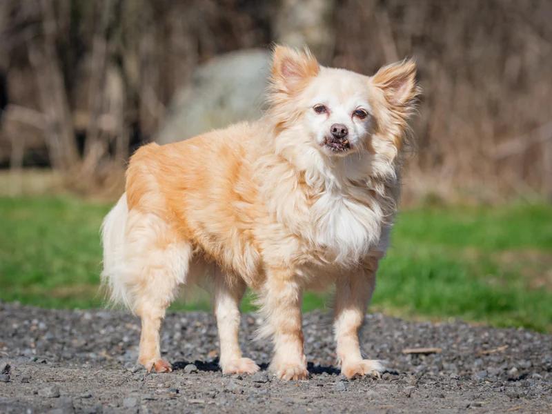 Enlarge Ti-Loup, a ADOPTABLE Pomeranian in Pointe-Fortune, QC image 2/4