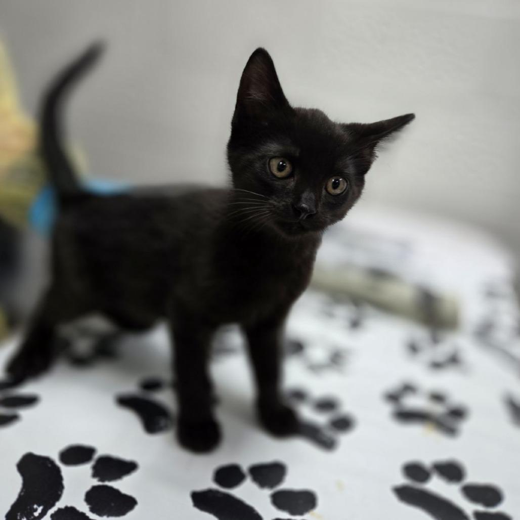 Arroz, Adoptable, Kitten Male Domestic Short Hair.
