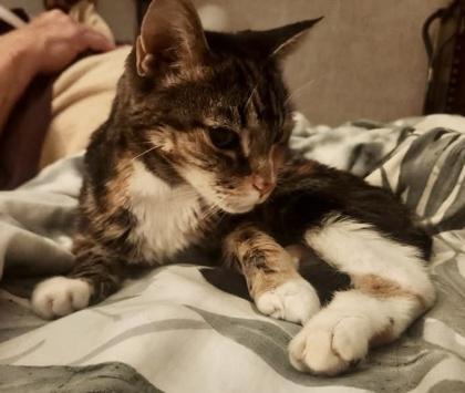 Gertrude `A PRIORITY PET`