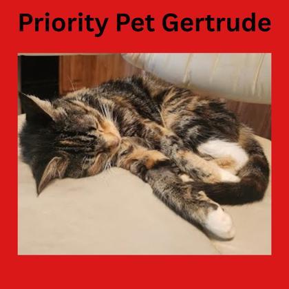 Gertrude `A PRIORITY PET` — thumbnail 2