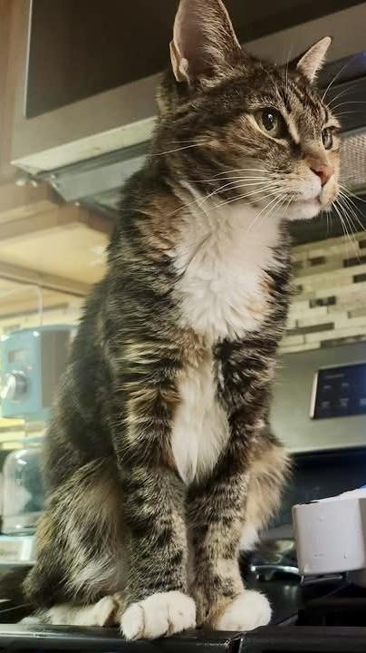 Gertrude `A PRIORITY PET` — thumbnail 3