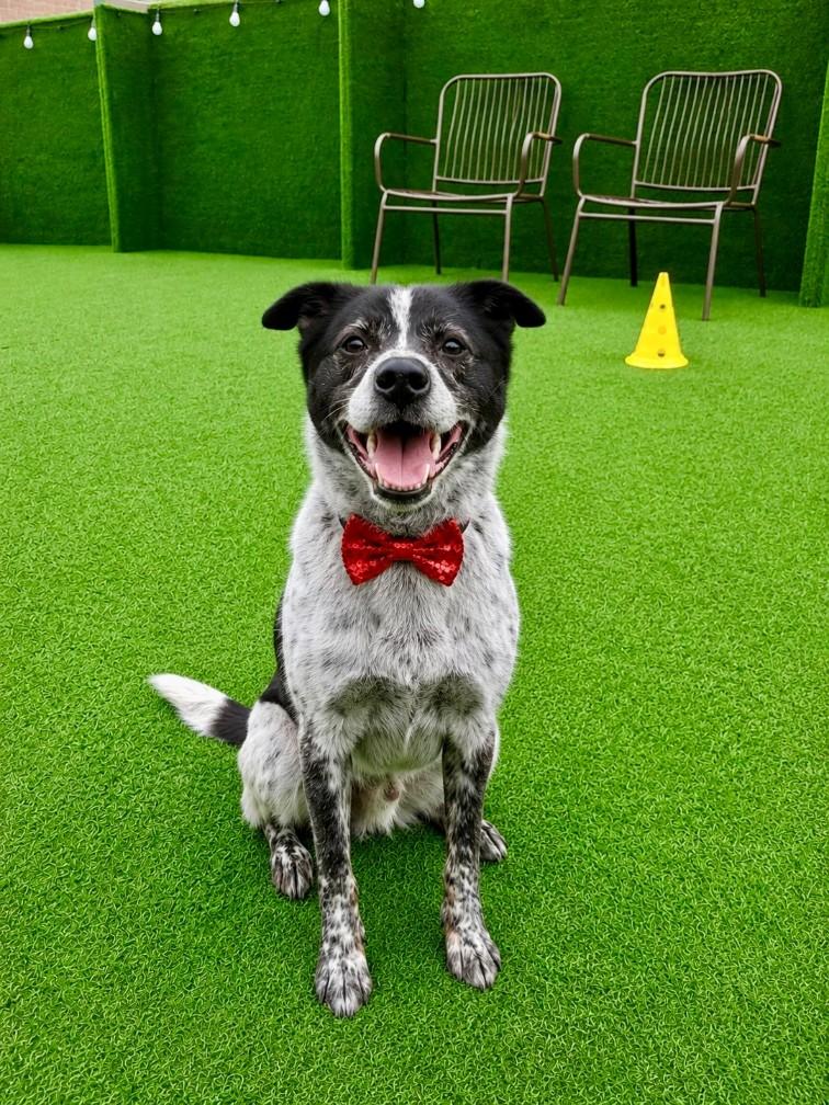 Sarang, Adoptable, Adult Female Pointer.