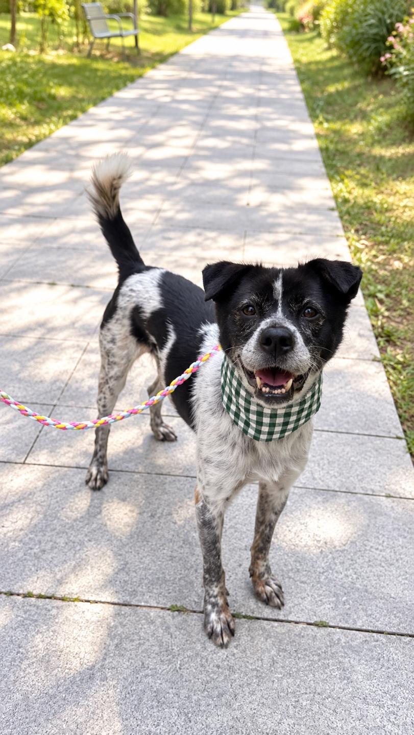 Enlarge Sarang, a Adoptable mixed breed in Duluth, GA image 3/6