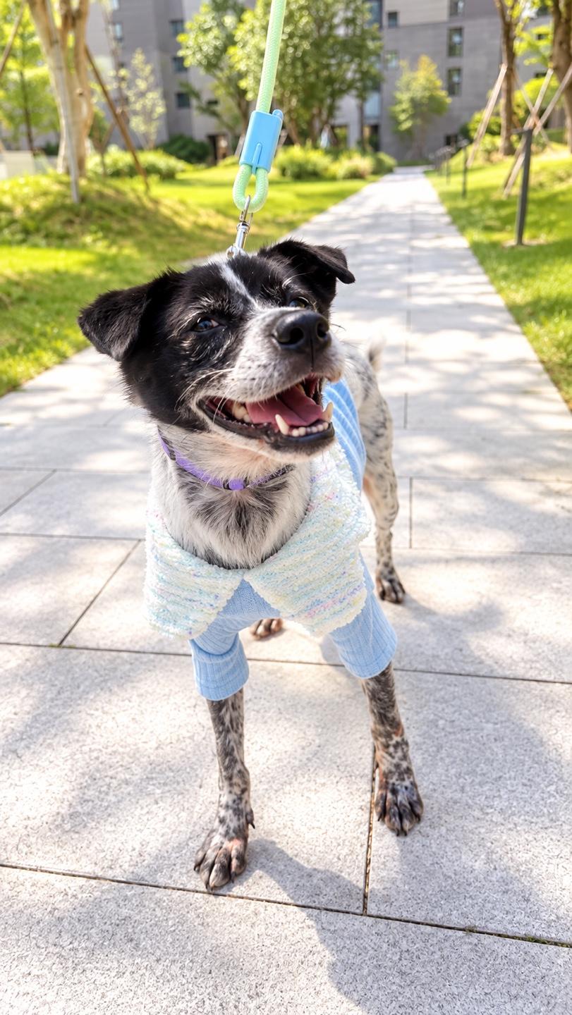 Enlarge Sarang, a Adoptable mixed breed in Duluth, GA image 2/6