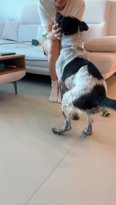 Enlarge Sarang, a Adoptable mixed breed in Duluth, GA video 6/6