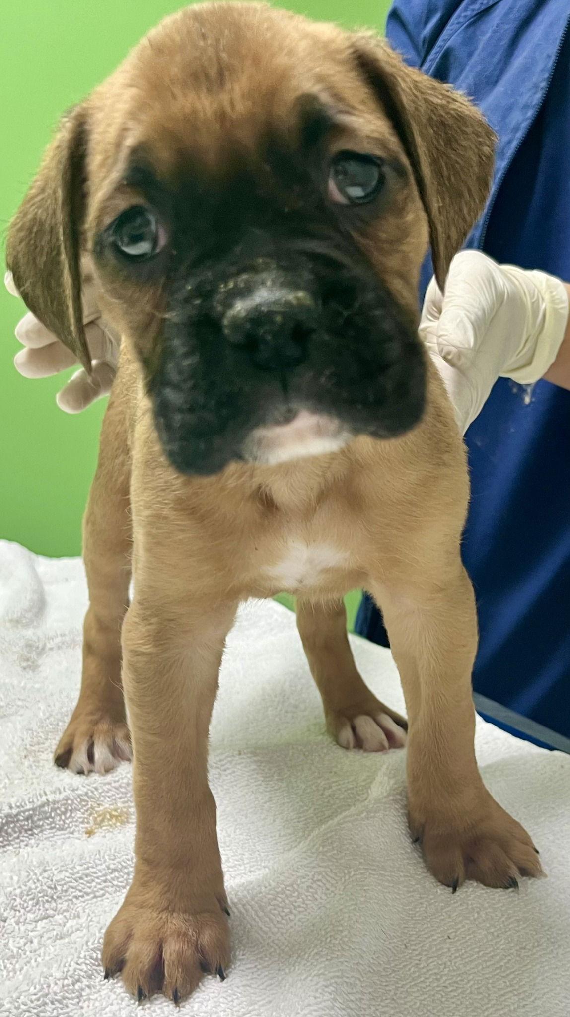 Herman, Adopted, Young Male Boxer.