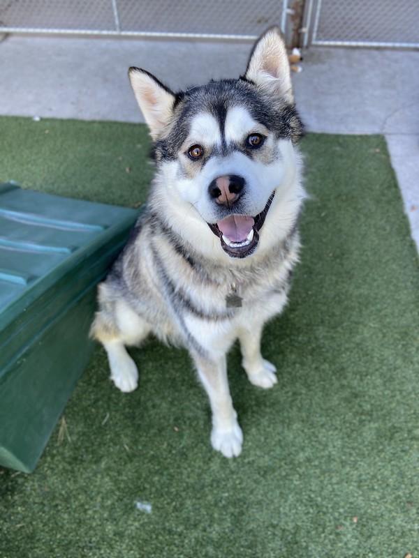 Floki, a ADOPTABLE Mixed Breed in Truckee, CA image 2/4
