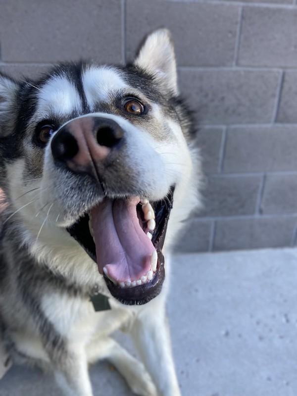 Floki, a ADOPTABLE Mixed Breed in Truckee, CA image 3/4