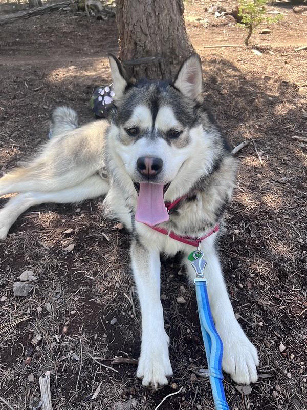 Floki, a ADOPTABLE Mixed Breed in Truckee, CA image 4/4