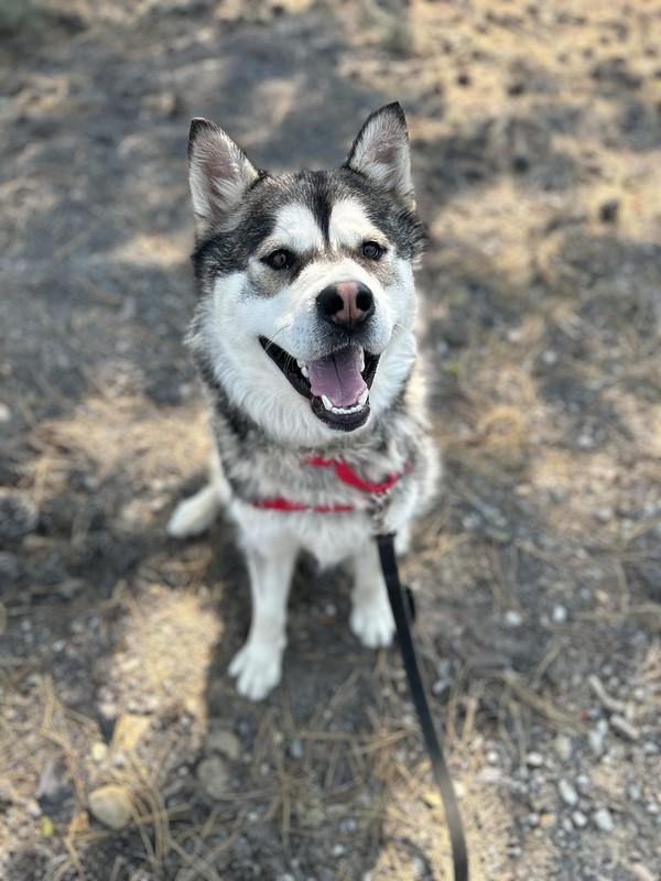 Floki, ADOPTABLE, Adult Male Mixed Breed.