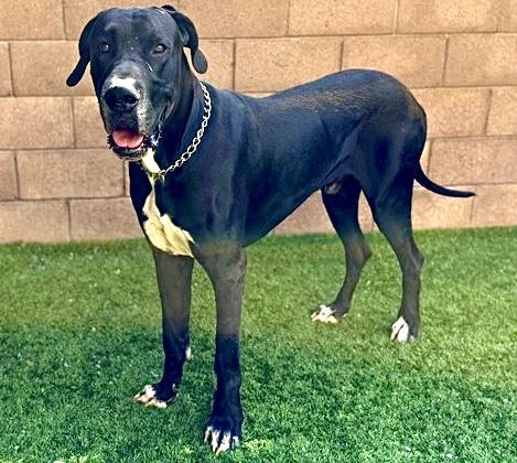 Save me! I’m Hamlet