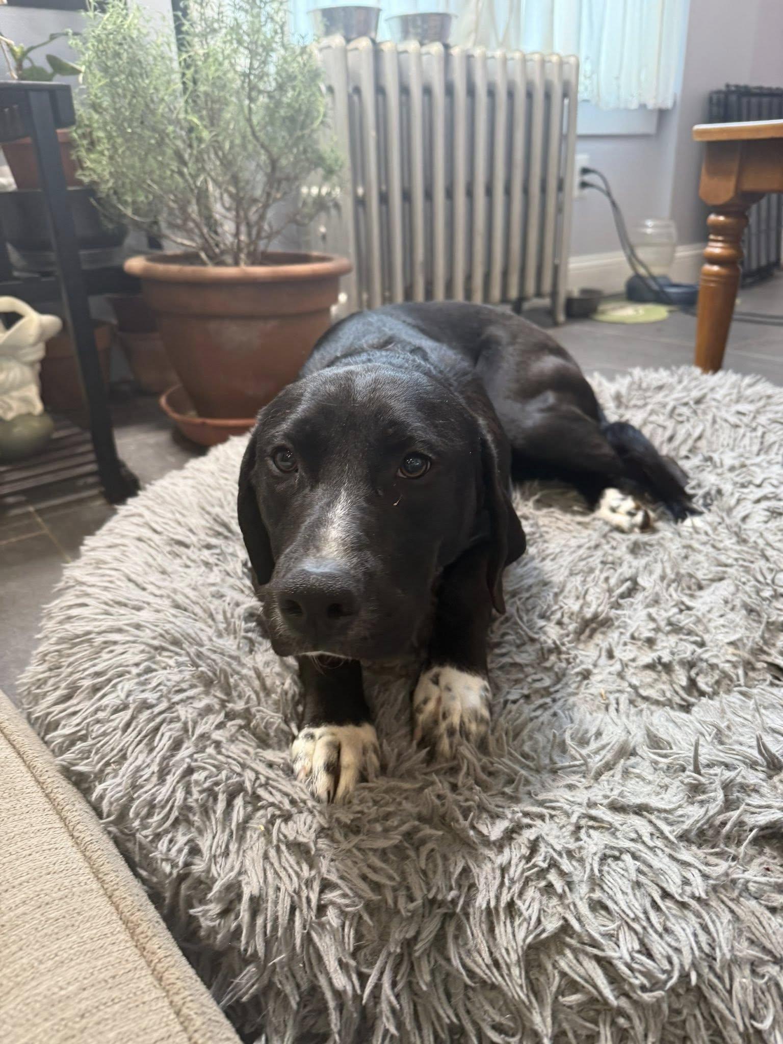 Enlarge Daisy, a ADOPTABLE mixed breed in Riverdale, NJ image 4/6