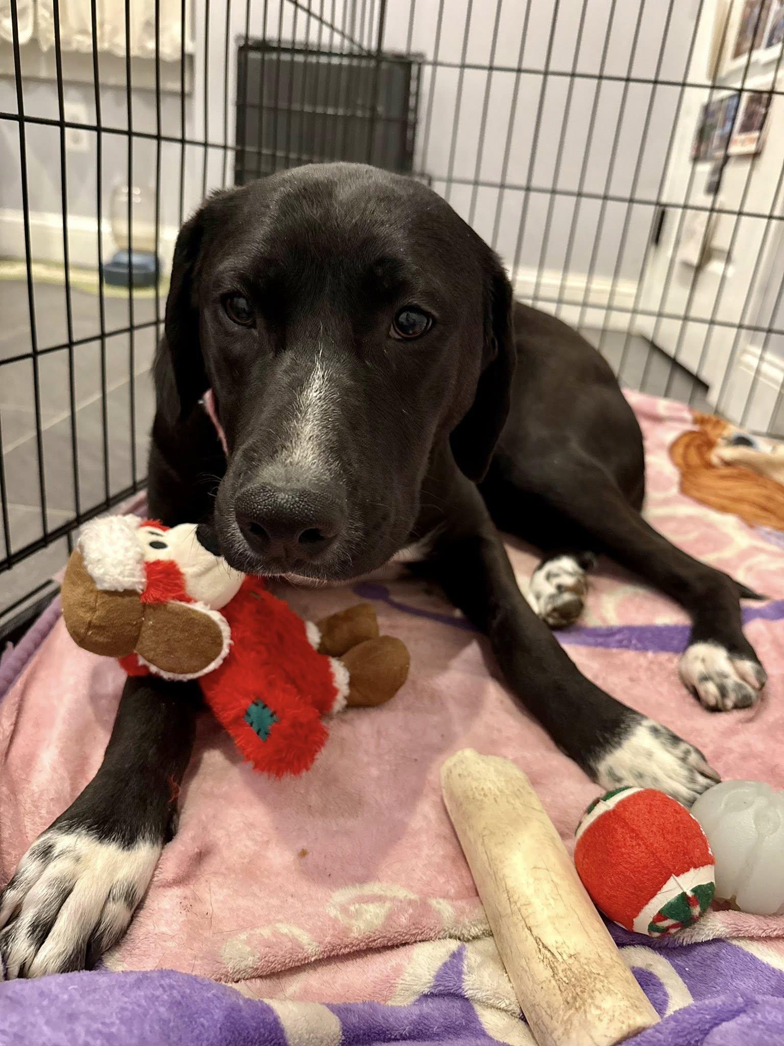 Enlarge Daisy, a ADOPTABLE mixed breed in Riverdale, NJ image 5/6