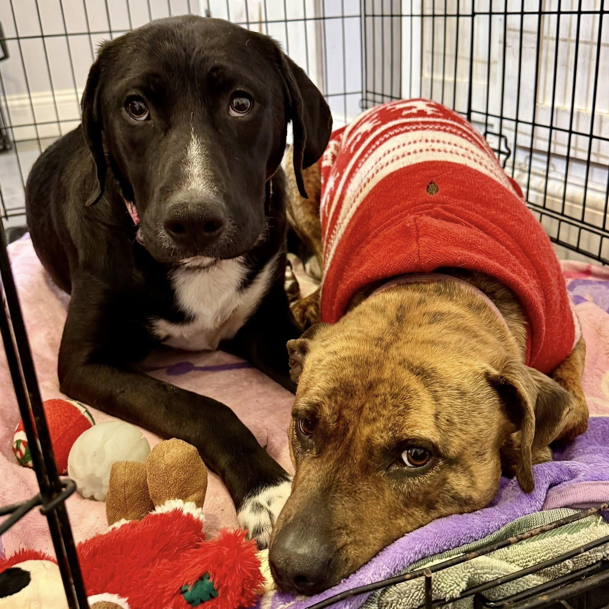 Enlarge Daisy, a ADOPTABLE mixed breed in Riverdale, NJ image 3/6