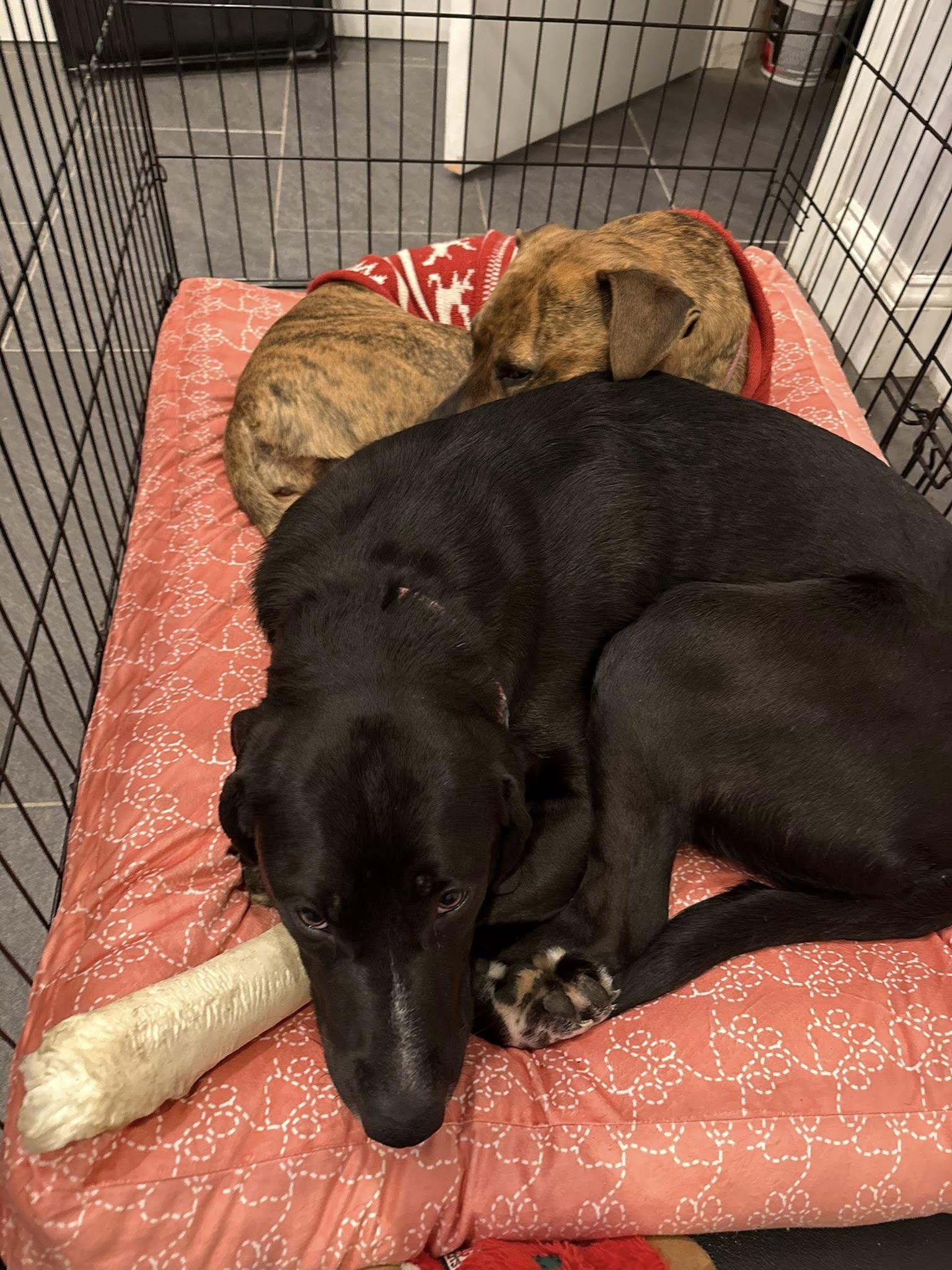 Enlarge Daisy, a ADOPTABLE mixed breed in Riverdale, NJ image 6/6