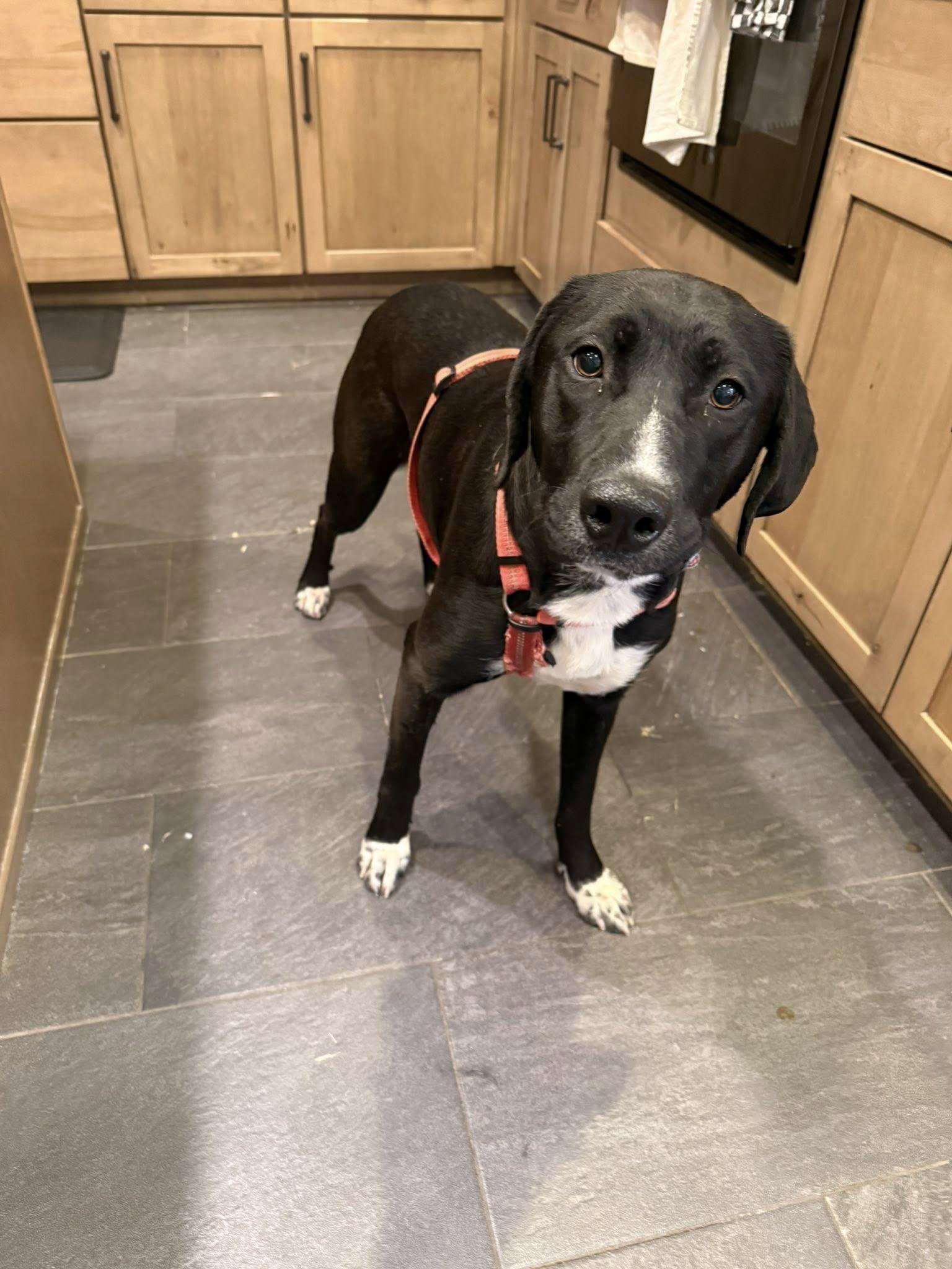 Enlarge Daisy, a ADOPTABLE mixed breed in Riverdale, NJ image 1/6