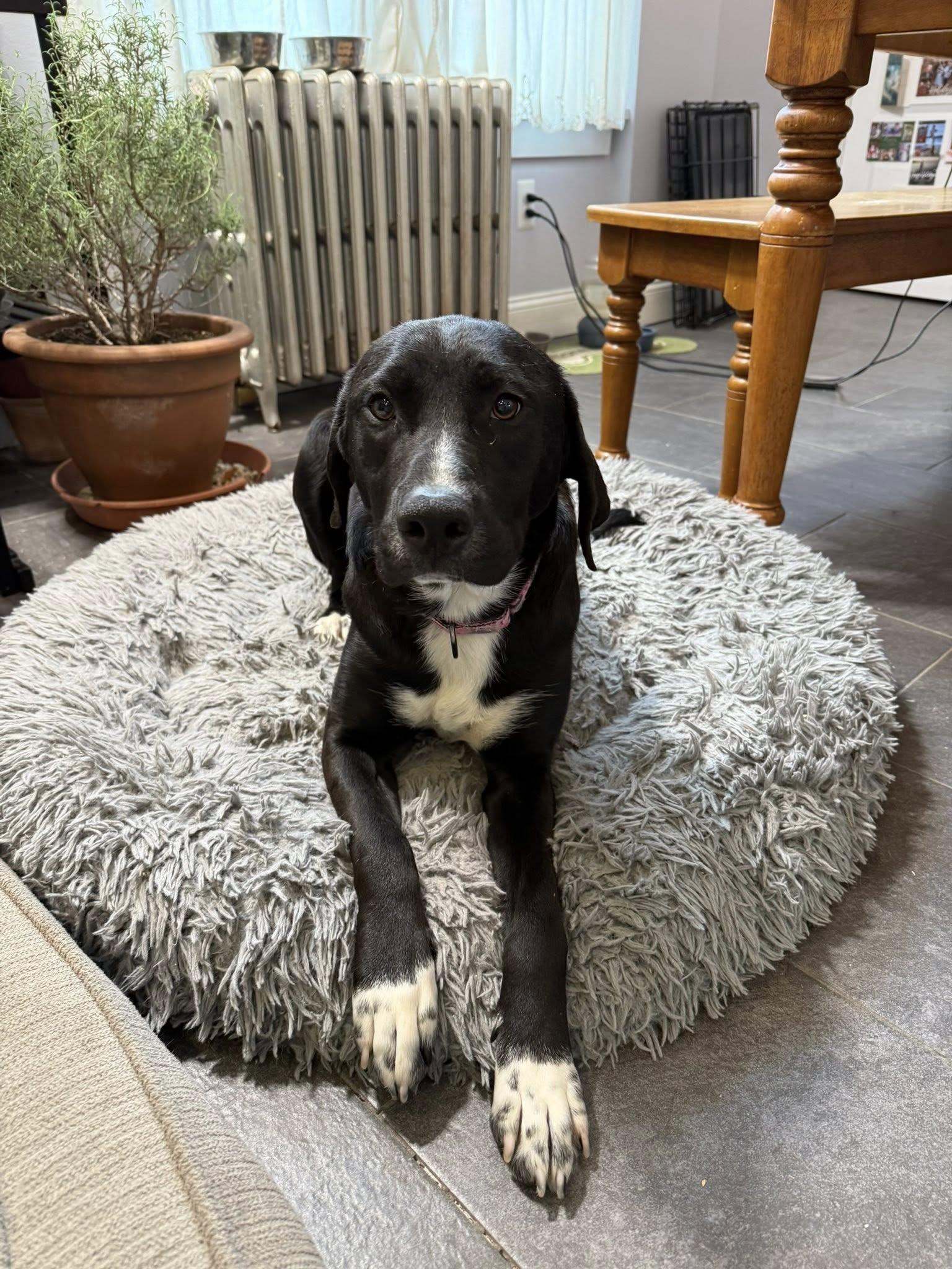 Enlarge Daisy, a ADOPTABLE mixed breed in Riverdale, NJ image 2/6