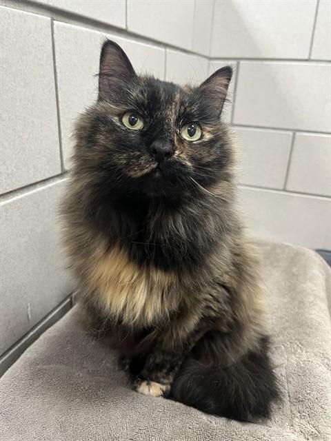 SPICE, Adoptable, Senior Female Domestic Long Hair.