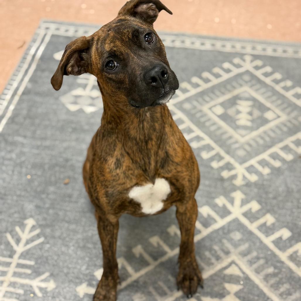 Praline, Adoptable, Young Female Boxer.