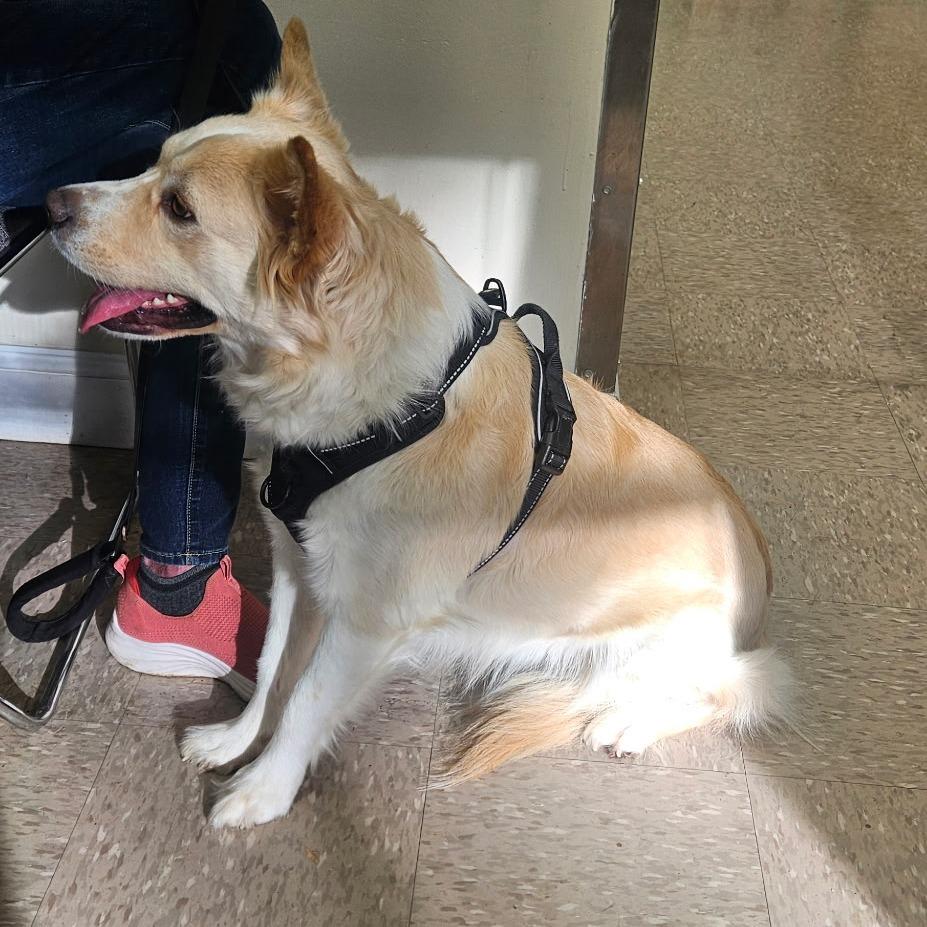 Layla, a Adoptable mixed breed in Rossville, GA image 1/5
