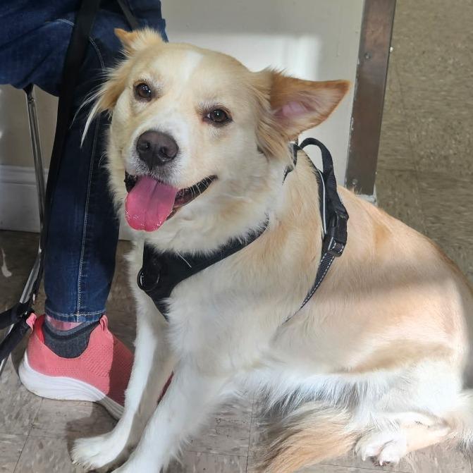 Layla, a Adoptable mixed breed in Rossville, GA image 3/5