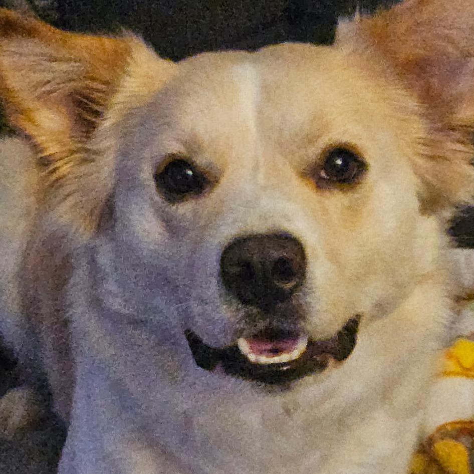 Layla, a Adoptable mixed breed in Rossville, GA image 4/5
