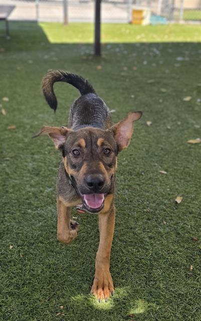 OLIVER, Adoptable, Young Male German Shepherd Dog & Mixed Breed.