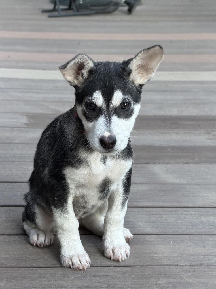 Enlarge Dally, a Adoptable mixed breed in Aurora, CO image 1/5