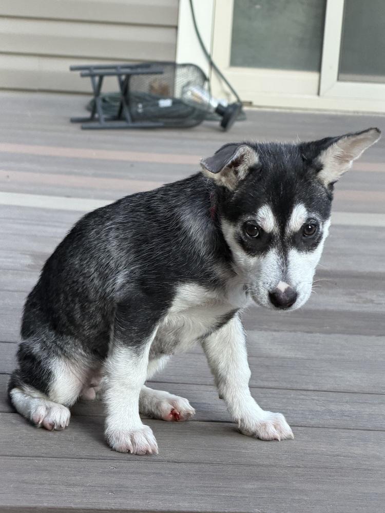 Enlarge Dally, a Adoptable mixed breed in Aurora, CO image 2/5