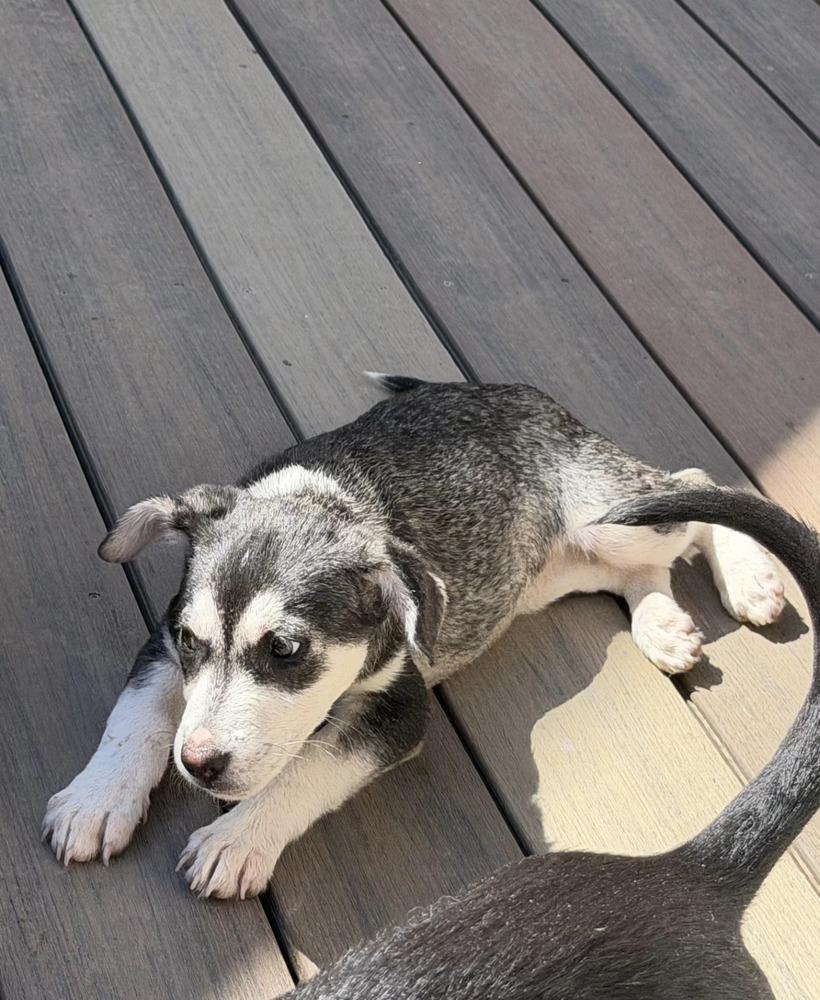 Enlarge Dally, a Adoptable mixed breed in Aurora, CO image 3/5